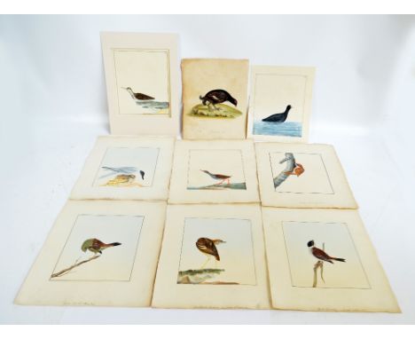 WILLIAM LEWIN (1747-1795); group of eight watercolours, gouache and body colours, each depicting a different bird including '