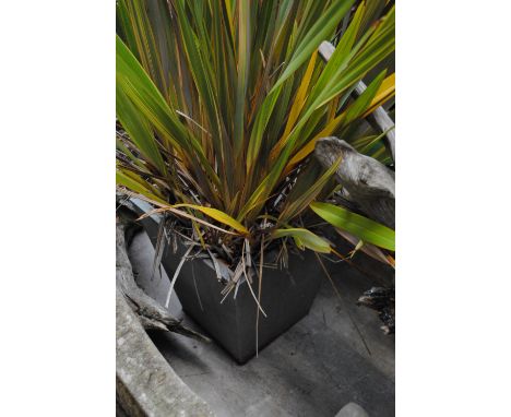 A silver coloured plant pot containing plant.