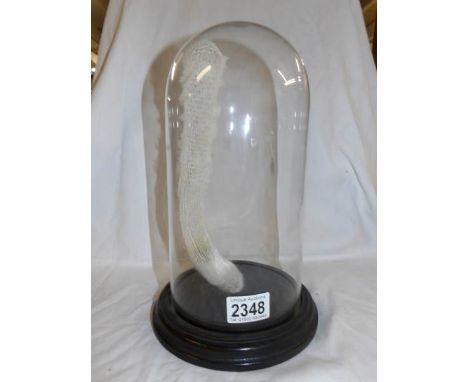 A 19th century biological item under glass dome.