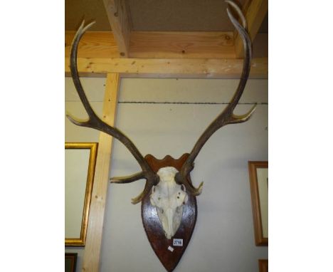 A deer skull with antlers.