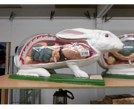 A model of a rabbit with open front showing internal organs.