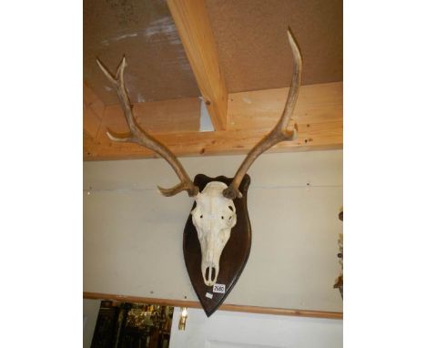 A deer skull with antlers.