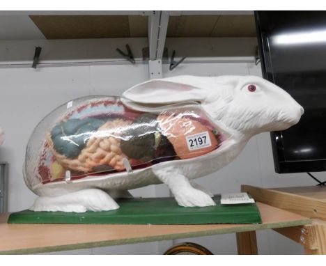A model of a rabbit with open front showing internal organs.