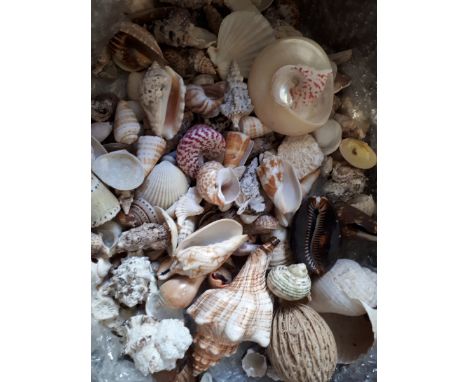  Sale Item:    LARGE SELECTION SEA SHELLS ETC (AF)  Vat Status:   No Vat   Buyers Premium:  This lot is subject to a Buyers P