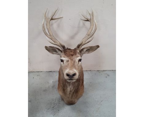  Sale Item:    RED DEER STAG WITH 13 POINTS   Vat Status:   No Vat   Buyers Premium:  This lot is subject to a Buyers Premium