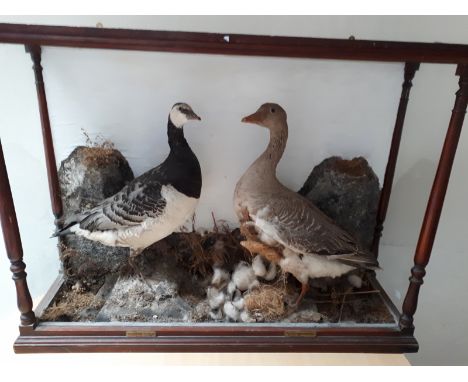  Sale Item:    MAHOGANY CASED TAXIDERMY STUDY OF 2 GEESE- GLASS MISSING (AF)  Vat Status:   No Vat   Buyers Premium:  This lo