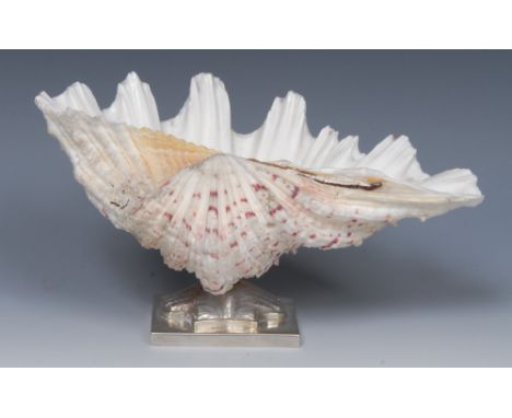 A Victorian Scottish silver conchological table fancy, the dish formed of an exotic conch specimen, chased scallop shell socl