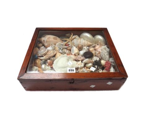 A large quantity of sea shells, and a small pine top display case. (qty)