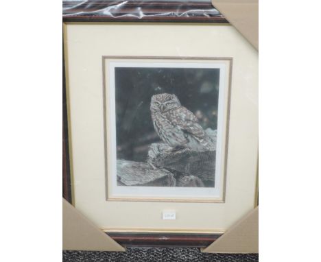 A Ltd Ed print, after Steven Townsend, little owl, signed and num 255/400, 30 x 22cm, plus frame and glazed