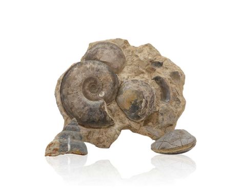 Fossils - ammonite and bivalve bed, 35cm x 33cm, a Gastropod and another bivalve fossil, 12 and 13cm, 12.2kg (3)Condition Rep