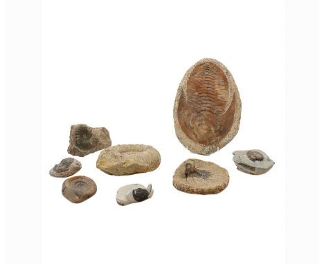 Fossils - Ammonite and Trilobite fossils, largest 24.5 x 17cm, 5kg approx (8)Condition ReportCracks and chips.