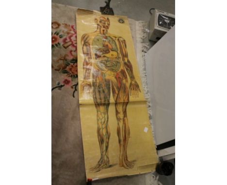 Vintage Anatomical Poster for St John's Ambulance Association
