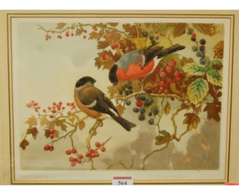 Winifred Austen (1876-1964) - Berries and Bullfinches, lithograph, signed and titled in pencil to the margin, 22x30cm 