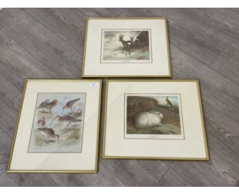 3 x vintage framed animal prints