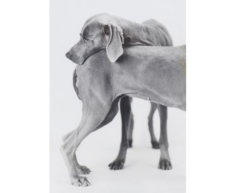 William Wegman (n. 1943)"Bench"Gelatin silver printSigned, dated 99 and numbered 1/735,5x28 cm