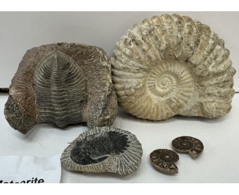A large ammonite specimen together with two smaller polished examples, two trilobite fossils and a potential fragment of a Si