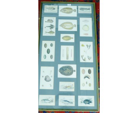 Natural History framed fish print, 60 x 115cm