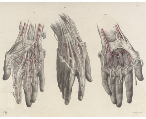 A 19th century hand coloured anatomical print, 13" x 19", framed Very light faint fox marks along the bottom edge