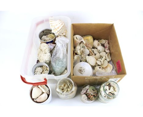 A collection of shells and coral. Of assorted sizes and colours