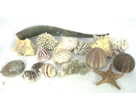Large collection of sea shells
