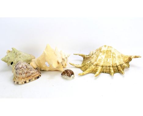 Four large shells and a small cowrie shell. Largest L35cm