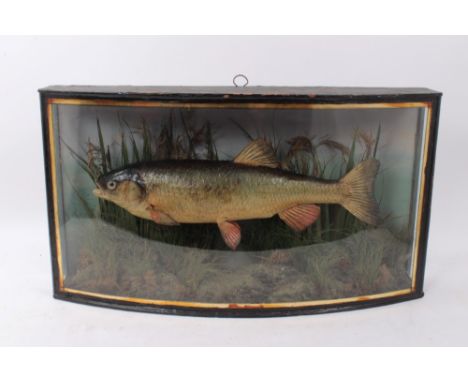 Preserved Chub in naturalistic setting and glazed bow fronted case with label for A. W. Gamage Ltd, 32cm high x 58cm wide