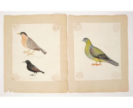 Five early 19th Century Anglo-Indian pen and ink watercolours depicting jay, pigeons and other birds, grasshoppers, stick ins