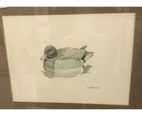 M J PLEDGER "Mallard male", pencil sketch, signed and dated "1981" lower right and bearing "Kings Street Galleries" label ver