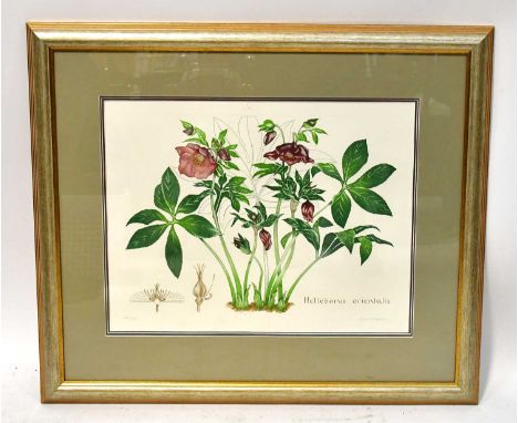† BRYAN POOLE (1953-2002); coloured etching, 'Helleborus Orientalis', no.22/100, signed in pencil lower right, numbered lower