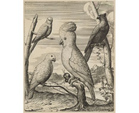 Botanik - - Nicolas Robert. I. Diverses oyseaux dessignées et gravées d' apres le naturel par N. Robert. A Paris F. Poilly ex