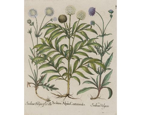 Basilius Besler. Skabiose (Kardenen) I. Scabiosa Alpina Centauroides. II. Scabiosa Belgica flora albo. III. Scabiosa Vulgaris