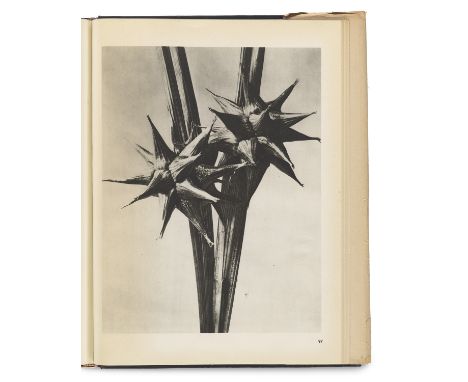 Photographie - - Karl Blossfeldt. Wunder in der Natur. Bild-Dokumente schöner Pflanzenformen. Mit 1 mont. photogr. Portrait u