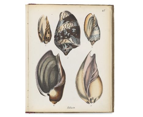 Zoologie - Conchylien - - F. Berge. Conchylienbuch, oder allgemeine und besondere Naturgeschichte der Muscheln und Schnecken,
