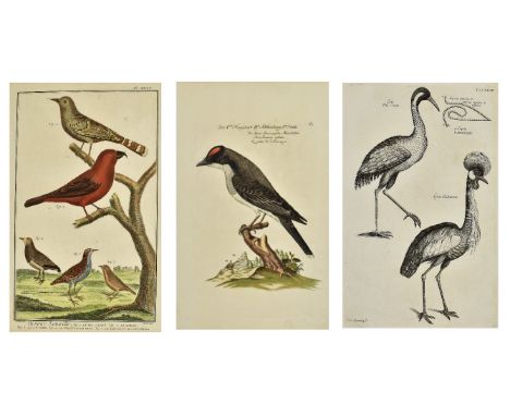 Ornithological &amp; natural history interest. Three 17th century and later engraved plates / etchings of birds. The lot comp