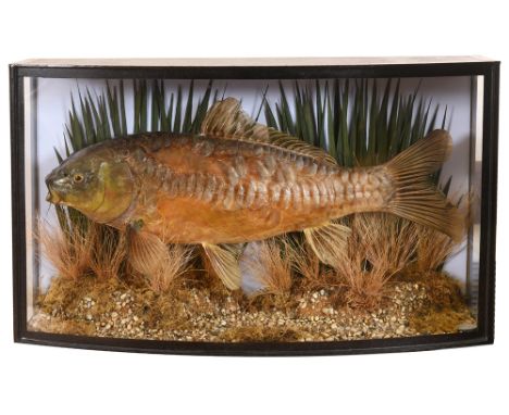 A CARP naturalistically mounted amongst water plants and rocks in a bow fronted display case with glazed front and sides and 