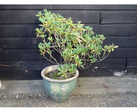 Large ceramic garden pot with plant. Pot H38cm approx&nbsp;