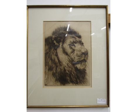 An etching of a Lion, framed and glazed 36x44cm
