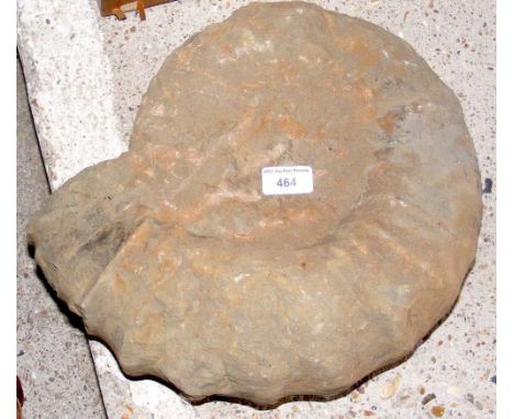 A large ammonite fossil