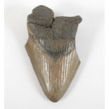 versteinerter Zahn eines Megalodon, wohl Neolithikum