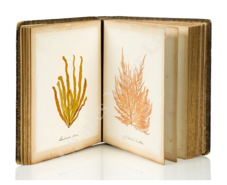 'BRITISH MARINE ALGÆ' mounted and arranged by Miss E.H. Boning, Torquay, circa 1860, comprising 30 gilt edged card pages, eac