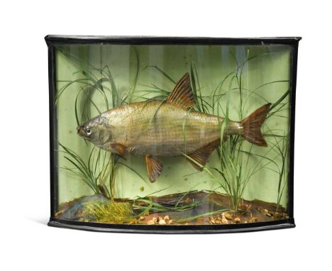 A taxidermy Bream, early 20th century,  set amidst reeds against a naturalistically painted backboard, in a bowfronted case36