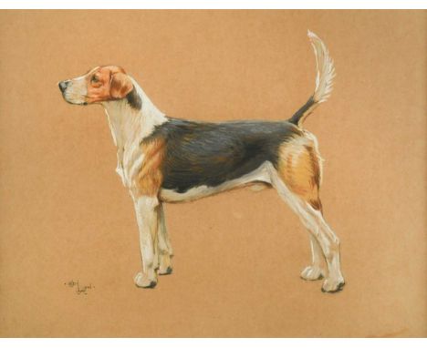 Cecil Charles Windsor Aldin (1870-1935) A study of a foxhoundsigned lower left 'Cecil Aldin'coloured chalks heightened with w