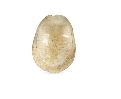 An unworked South American River Turtle or Arrau (Podocnemis expansa) Turtle shell, 19th century,  unmounted 64 x 49cmThis sp