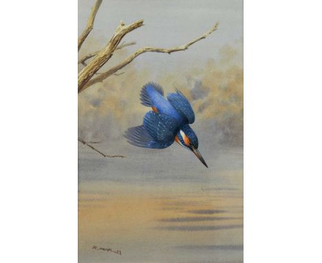 § Rodger McPhail (b.1953-) Kingfisher divingsigned lower left 'R. McPhail' watercolour on paper34.5 x 22cmFramed 52 x 38.5cm