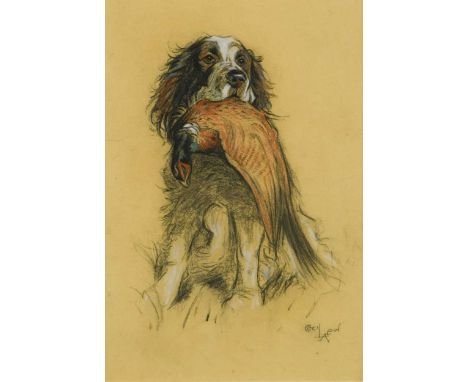 Cecil Charles Windsor Aldin (1870-1935) Spaniel with pheasantsigned lower right 'Cecil Aldin'coloured chalks on paper34 x 23c