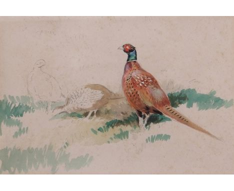 AR Roland Green (1896-1972) Pheasants, watercolour and pencil sketch, 16 x 24cm