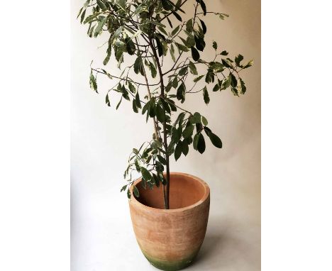 PLANTER, hand crafted terracotta circular cup form with ficus shrub with variegated leaves planter, 53cm diam x 54cm H, shrub