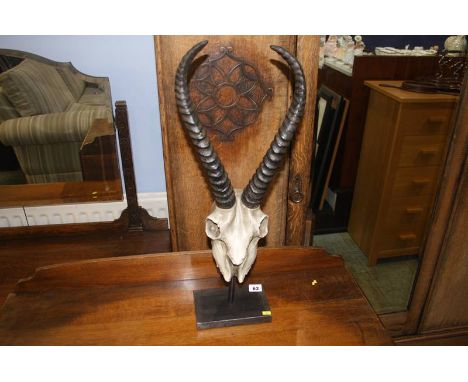 Mounted Antelope skull