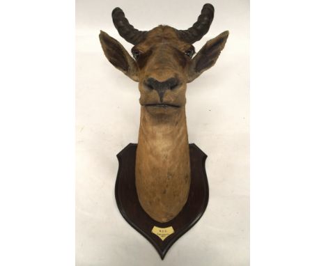 AN EARLY 20TH CENTURY TAXIDERMY HARTEBEEST HEADon oak shield mount bearing plaque "N.C.C. East Africa 1907", 95cm high Condit