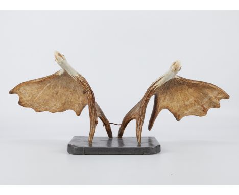 Stanley R. Hill (Mohawk, 1921-2003). Pair of moose antlers carved to resemble eagles in flight. With inscribed initials along